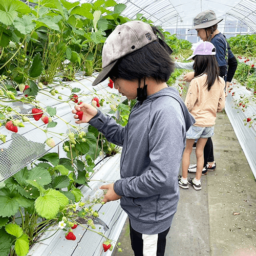 余暇活動 いちご狩り